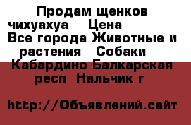 Продам щенков чихуахуа  › Цена ­ 10 000 - Все города Животные и растения » Собаки   . Кабардино-Балкарская респ.,Нальчик г.